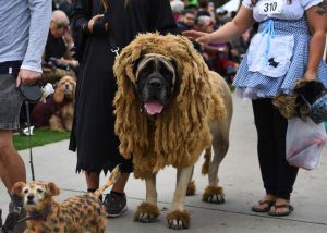 Dogs dressed in Halloween costumes are displayed during the annual Haute Dog Howloween parade in Long Beach, California on October 30, 2016.