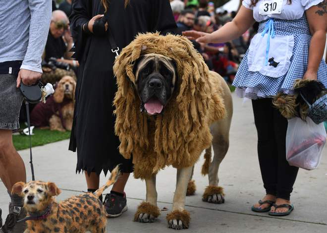 Dogs dressed in Halloween costumes are displayed during the annual Haute Dog Howloween parade in Long Beach, California on October 30, 2016.