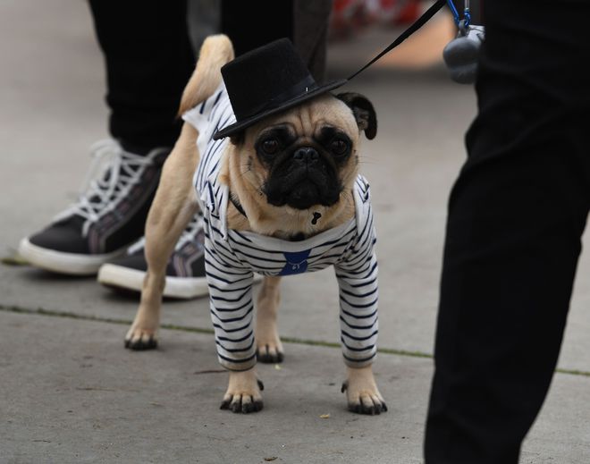 Dogs dressed in Halloween costumes are displayed during the annual Haute Dog Howloween parade in Long Beach, California on October 30, 2016.