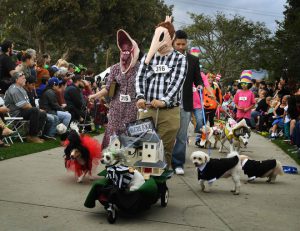 Dogs dressed in Halloween costumes are displayed during the annual Haute Dog Howloween parade in Long Beach, California on October 30, 2016.