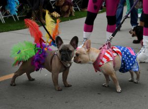Dogs dressed in Halloween costumes are displayed during the annual Haute Dog Howloween parade in Long Beach, California on October 30, 2016.