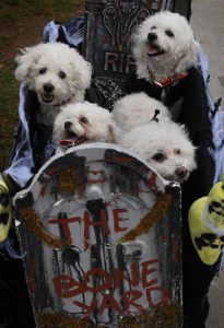 Dogs dressed in Halloween costumes are displayed during the annual Haute Dog Howloween parade in Long Beach, California on October 30, 2016.