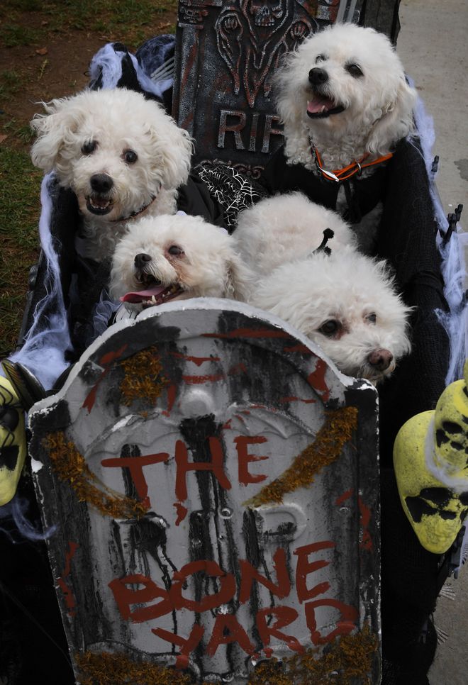 Dogs dressed in Halloween costumes are displayed during the annual Haute Dog Howloween parade in Long Beach, California on October 30, 2016.