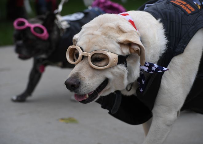 Dogs dressed in Halloween costumes are displayed during the annual Haute Dog Howloween parade in Long Beach, California on October 30, 2016.