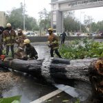Rescue members cut a tree that fell on a road after it was uprooted by strong winds in Chennai on December 12, 2016