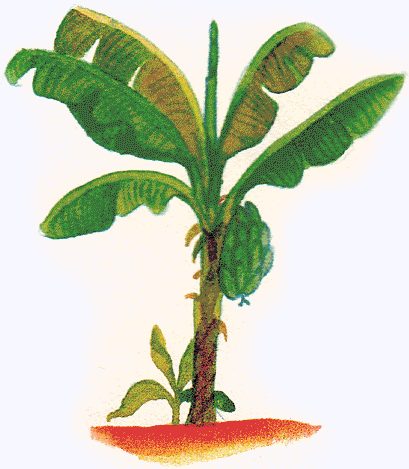 A banana tree