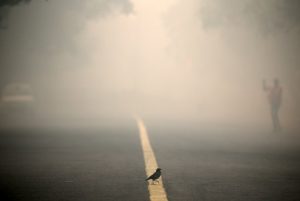 A bird crosses a smog covered road in New Delhi, on October 31.