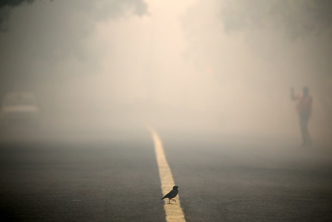 A bird crosses a smog covered road in New Delhi, on October 31.