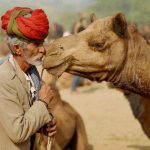 A herder seen with his camel at Pushkar Camel Fair.