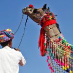 A trader displays his camel during a camel decoration competition at Pushkar Fair, where animals mainly camels are brought to be sold and traded in Rajasthan.