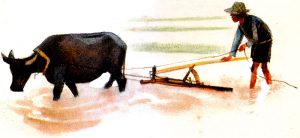 At work in the rice paddies