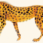 Swift leopard is still found in India