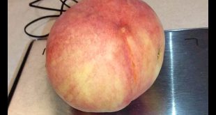 USA Guinness World Record: Heaviest Peach