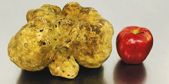 Italy breaks Guinness world record: Largest White Truffle
