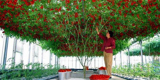 USA breaks Guinness World record: Most tomatoes harvested from one plant
