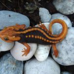 This handout from the WWF taken by Porrawee Pomchote on September 15, 2014 and released on December 19, 2016 shows a new species of newt called the tylototriton anguliceps in Chiang Rai. A rainbow-headed snake, a tiny frog and a lizard with dragon-like horns are among more than 150 new species confirmed by scientists last year in the ecologically diverse but threatened Mekong region, researchers said on December 19, 2016.