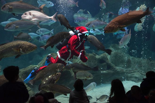 A diver dressed as Santa Claus swims among fish at the Aquaworld Aquarium in the town of Hersonissos, on the Greek island of Crete, on December 17, 2016.