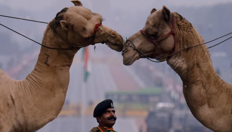 A man looks at two camels that are part of the rehearsal procession