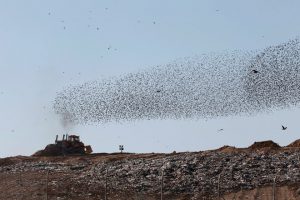 A murmuration of migrating starlings is seen across the sky at a garbage dump near the city of Beer Sheva, southern Israel, on December 26, 2016.