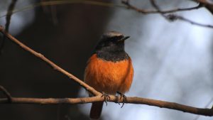 Common Redstart bird at Sultanpur bird sanctuary in Gurgaon. India’s warm weather makes it a favourite stopover for migratory birds seeking respite from a harsh winter