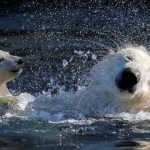 Female Polar bear cub Nanuq (polar bear in the Inuit language), born on November 7, 2016, plays in the water with it's mother Sesi during it's first presentation to the public to mark the international polar bear day at the zoo of Mulhouse.