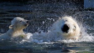 Female Polar bear cub Nanuq (polar bear in the Inuit language), born on November 7, 2016, plays in the water with it's mother Sesi during it's first presentation to the public to mark the international polar bear day at the zoo of Mulhouse.