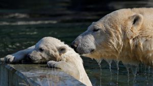 Female Polar bear cub Nanuq, plays in the water with its mother Sesi during her first presentation to the public to mark the international polar bear day