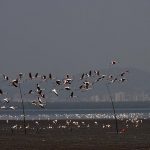 Flamingos arrive at Sagar Vihar Vashi in Navi Mumbai in December