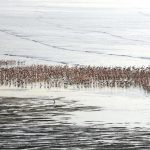 Flamingos flock to Sewri in Mumbai