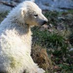 In 2016, 15 polar bear cubs were born in animal parks within Europe, of which only six survived