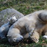 Mother Sessi, takes rest while the cub plays around at the Mulhouse zoo