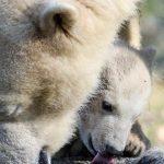 Nanuq, a polar bear cub, is pictured with her mother Sessi, at the Mulhouse zoo