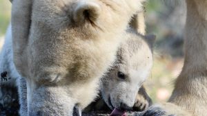 Nanuq, a polar bear cub, is pictured with her mother Sessi, at the Mulhouse zoo