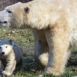 Nanuq, a polar bear cub, walking with her mother Sessi, at the Mulhouse zoo