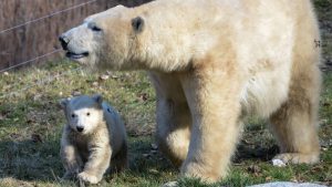 Nanuq, a polar bear cub, walking with her mother Sessi, at the Mulhouse zoo