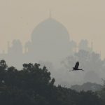 Painted Stork flies over the Delhi Zoo