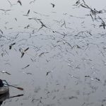 Seagulls at Yamuna river in New Delhi