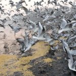 Seagulls flock towards the River Yamuna on a winter morning in New Delhi