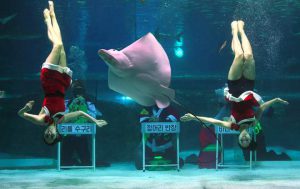 South Korean divers wearing Santa Claus dresses perform amongst fish in a tank during a Christmas event at the Coex Aquarium in Seoul on December 17, 2016.