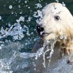 The cub’s debut was a highlight of the International Polar Bear Day initiated by Polar Bears International, an NGO that works to protect polar bears in the wild