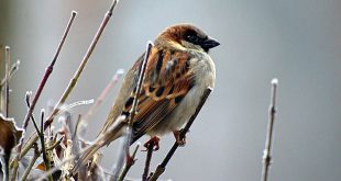 Short Christmas Story for Children: The Sparrows' Holiday