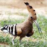 A common hoopoe spotted in Ludhiana