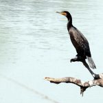 A little cormorant rests next to water