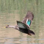 A little grebe takes flight