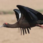A red-naped ibis taking flight in Ludhiana