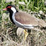A red-wattled lapwing spotted in Ludhiana