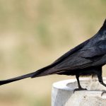 An Asian koel stares right into the camera