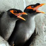 An Indian myna pair