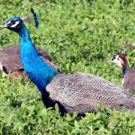 Ludhiana attracts many winged visitors, while it also houses peacocks and other natives. Many of these can be spotted in various parts of the district, especially Sidhwan Canal, Doraha Canal and PAU