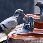 Pigeons gather around a water bowl as summer kicks in, in Ludhiana